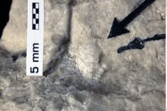 Foto (Detailansicht) von Nodoprosopon sp. (NHMW-GEO-1990-0041-0343a)